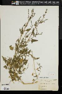 Atriplex prostrata image