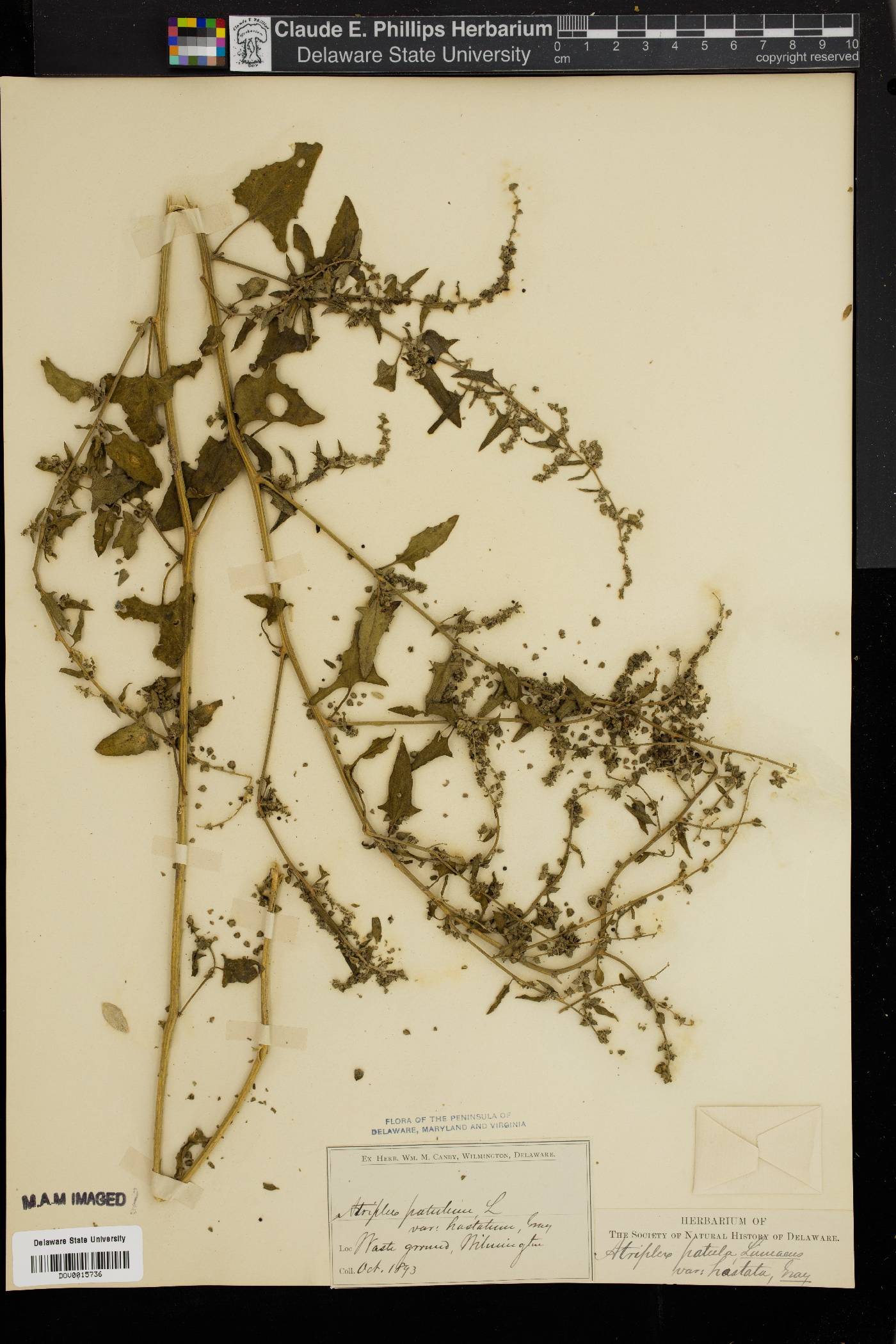 Atriplex prostrata image