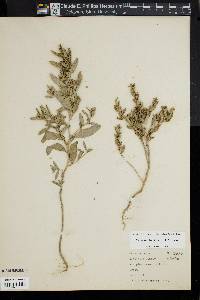 Atriplex arenaria image