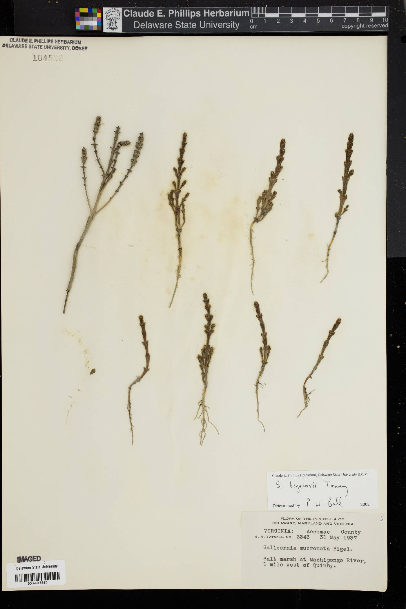 Salicornia bigelovii image
