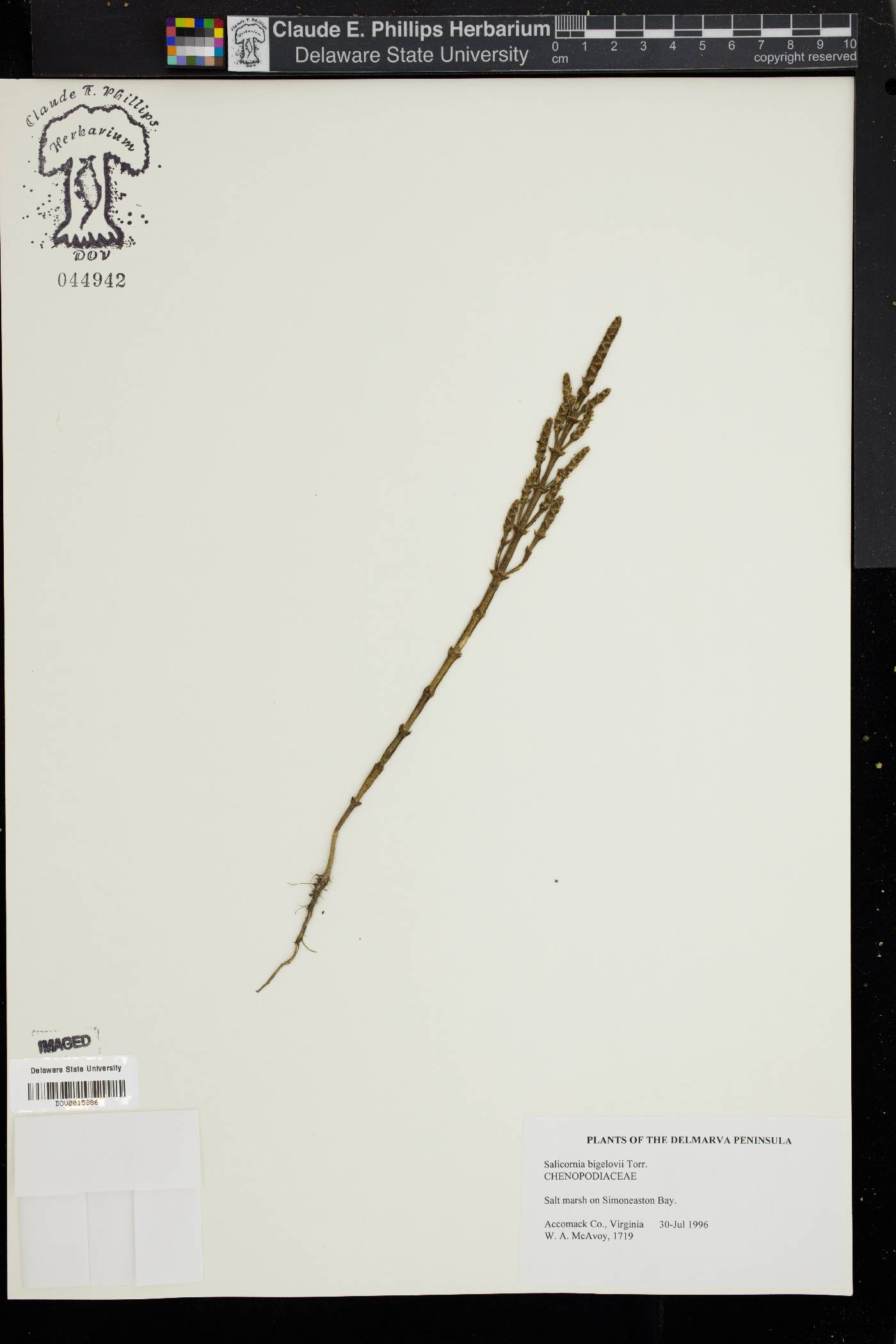 Salicornia bigelovii image