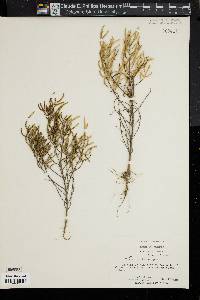 Image of Salicornia europaea