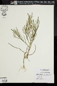 Salicornia europaea image