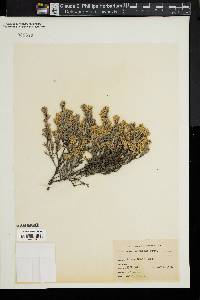 Hudsonia tomentosa image