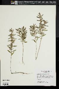 Helianthemum propinquum image