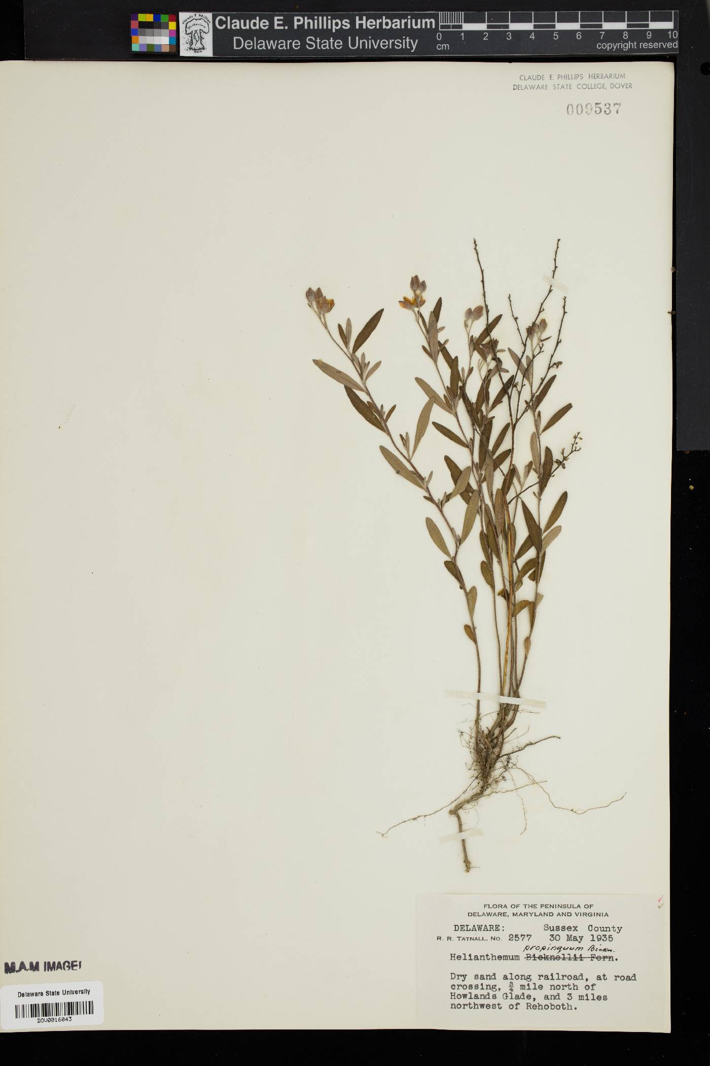 Helianthemum propinquum image