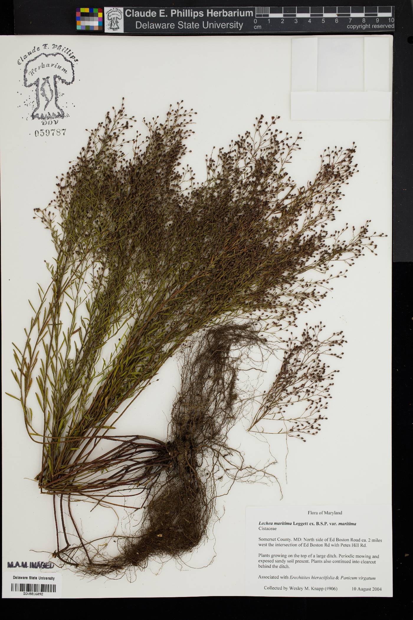 Lechea maritima var. maritima image