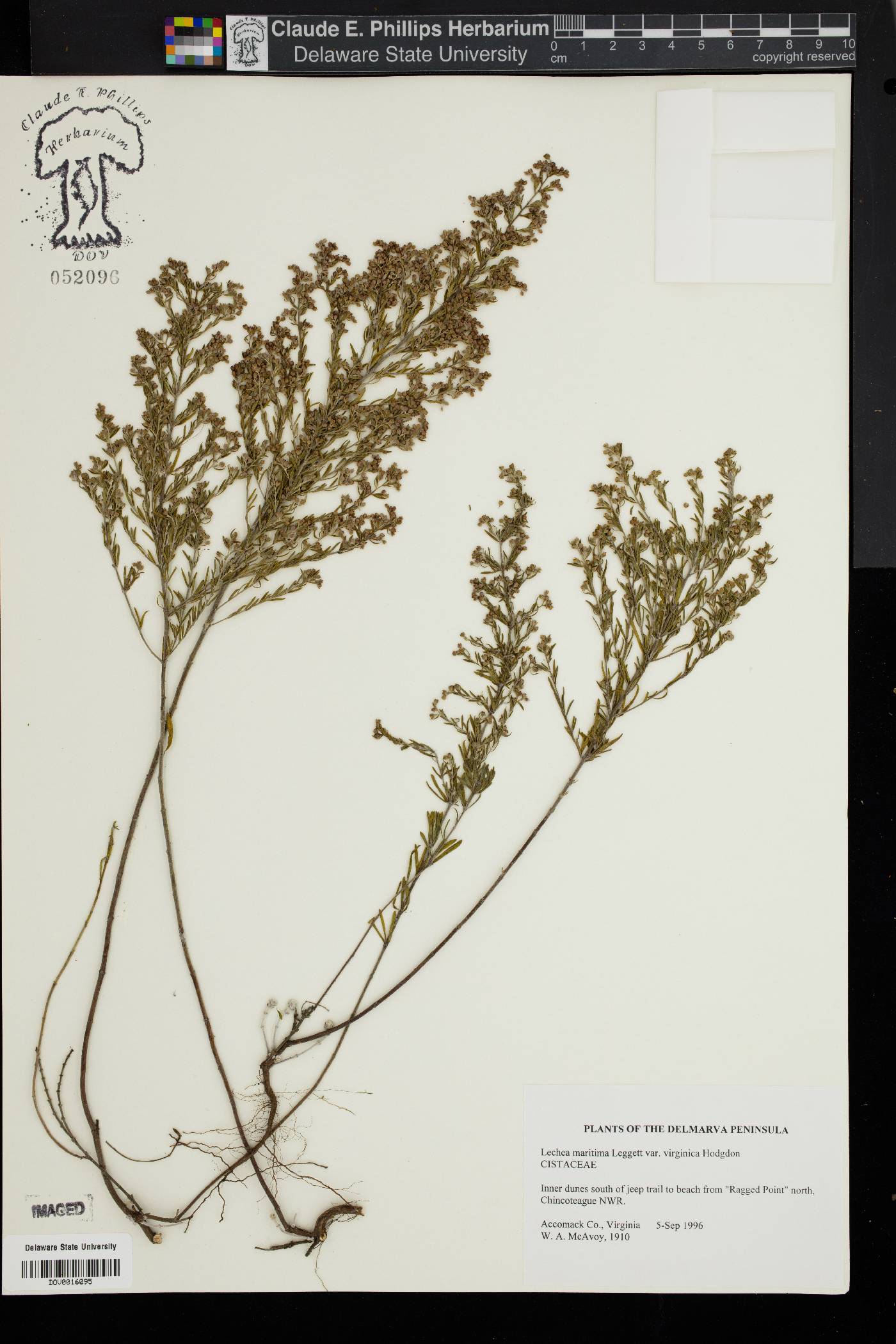 Lechea maritima var. virginica image