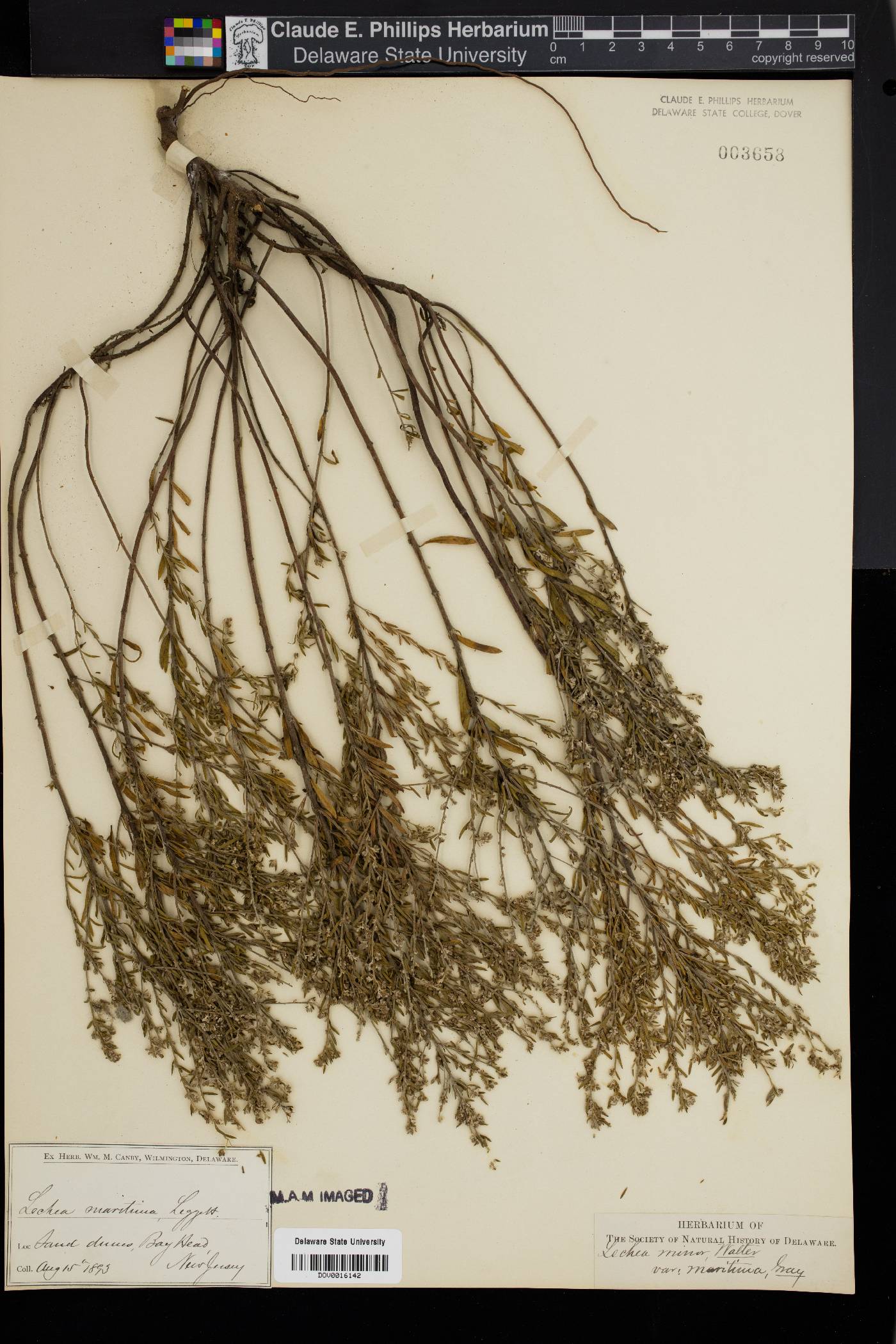 Lechea maritima image