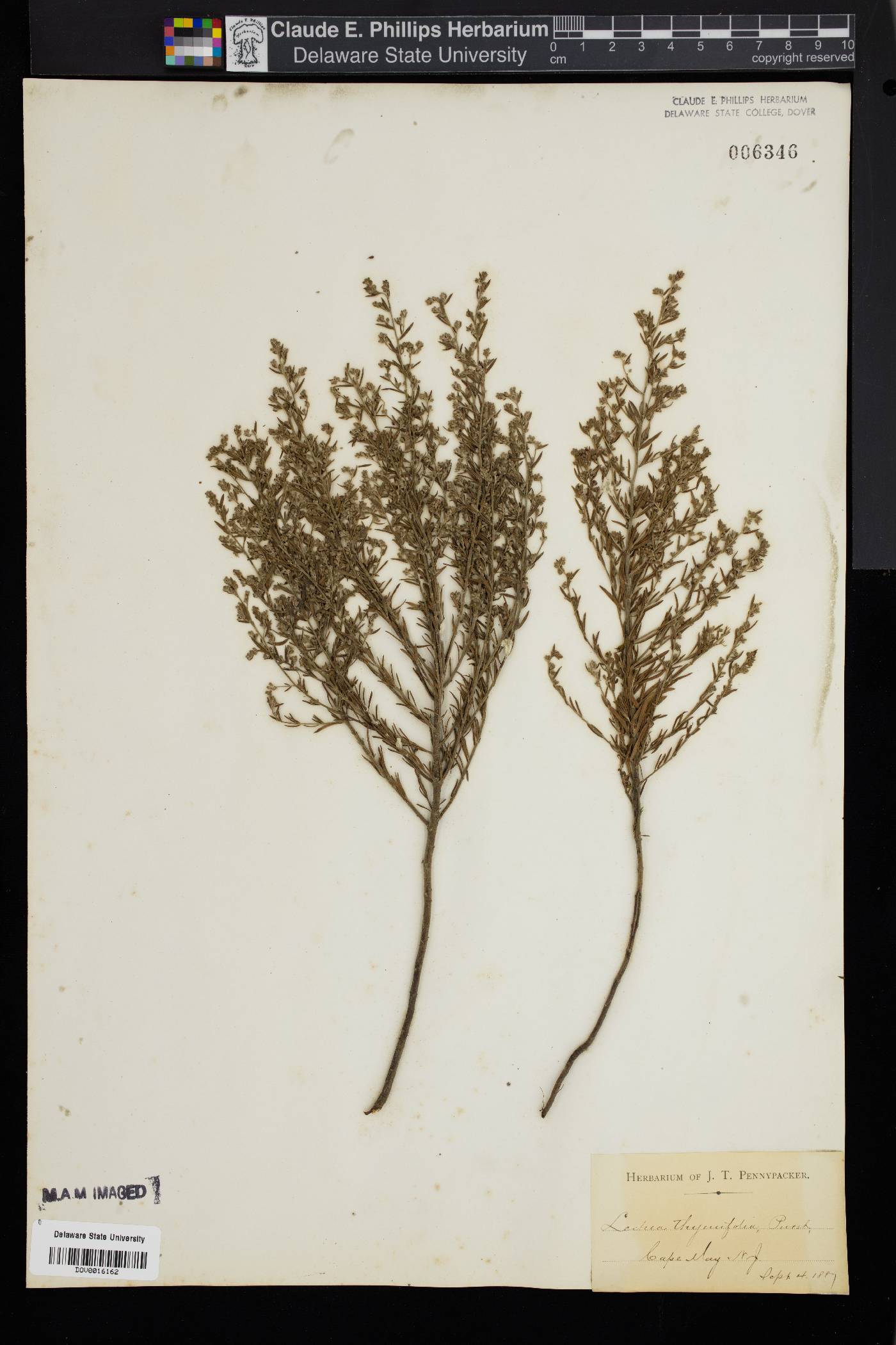 Lechea thymifolia image