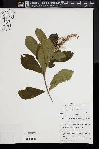 Clethra alnifolia image