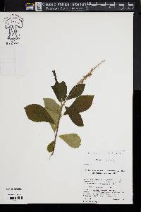 Clethra alnifolia image