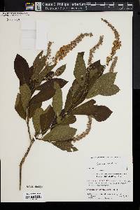 Clethra alnifolia image