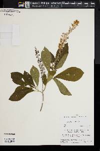 Clethra alnifolia image