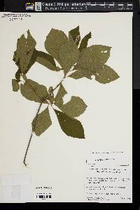 Clethra alnifolia image