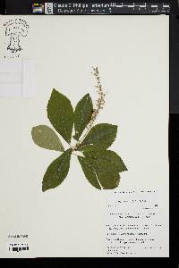 Clethra alnifolia image