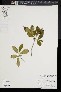 Clethra alnifolia image