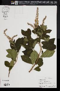 Clethra alnifolia image