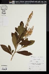 Clethra alnifolia image