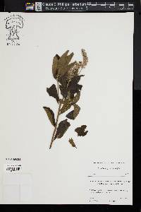 Clethra alnifolia image