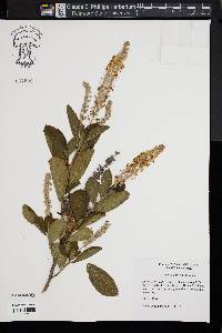 Clethra alnifolia image