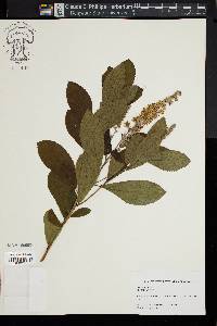 Clethra alnifolia image