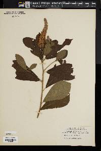 Clethra alnifolia image