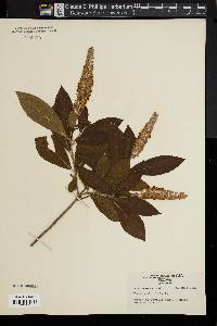 Clethra alnifolia image