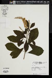 Clethra alnifolia image