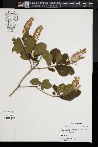 Clethra alnifolia image