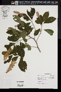 Clethra alnifolia image