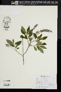 Clethra alnifolia image