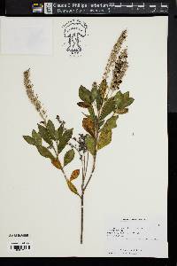 Clethra alnifolia image