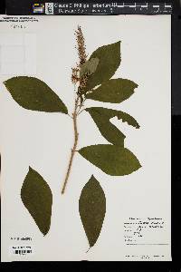 Clethra alnifolia image