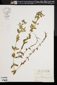 Hypericum adpressum image