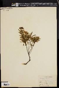 Hypericum densiflorum image