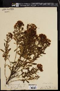 Hypericum densiflorum image