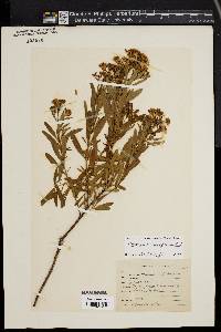 Hypericum densiflorum image