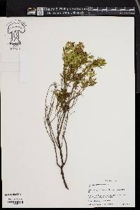 Hypericum densiflorum image