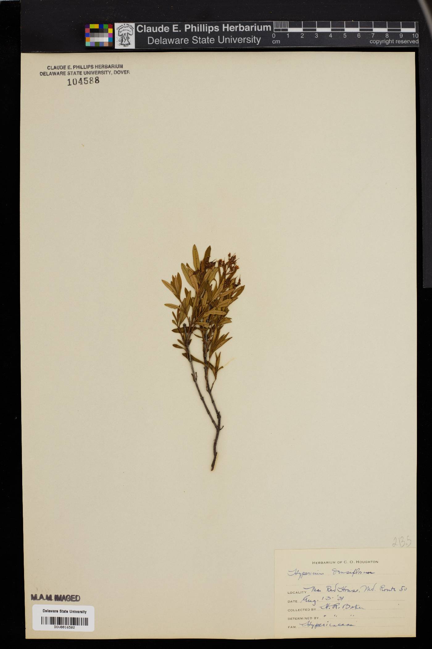 Hypericum densiflorum image