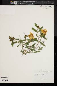 Hypericum frondosum image