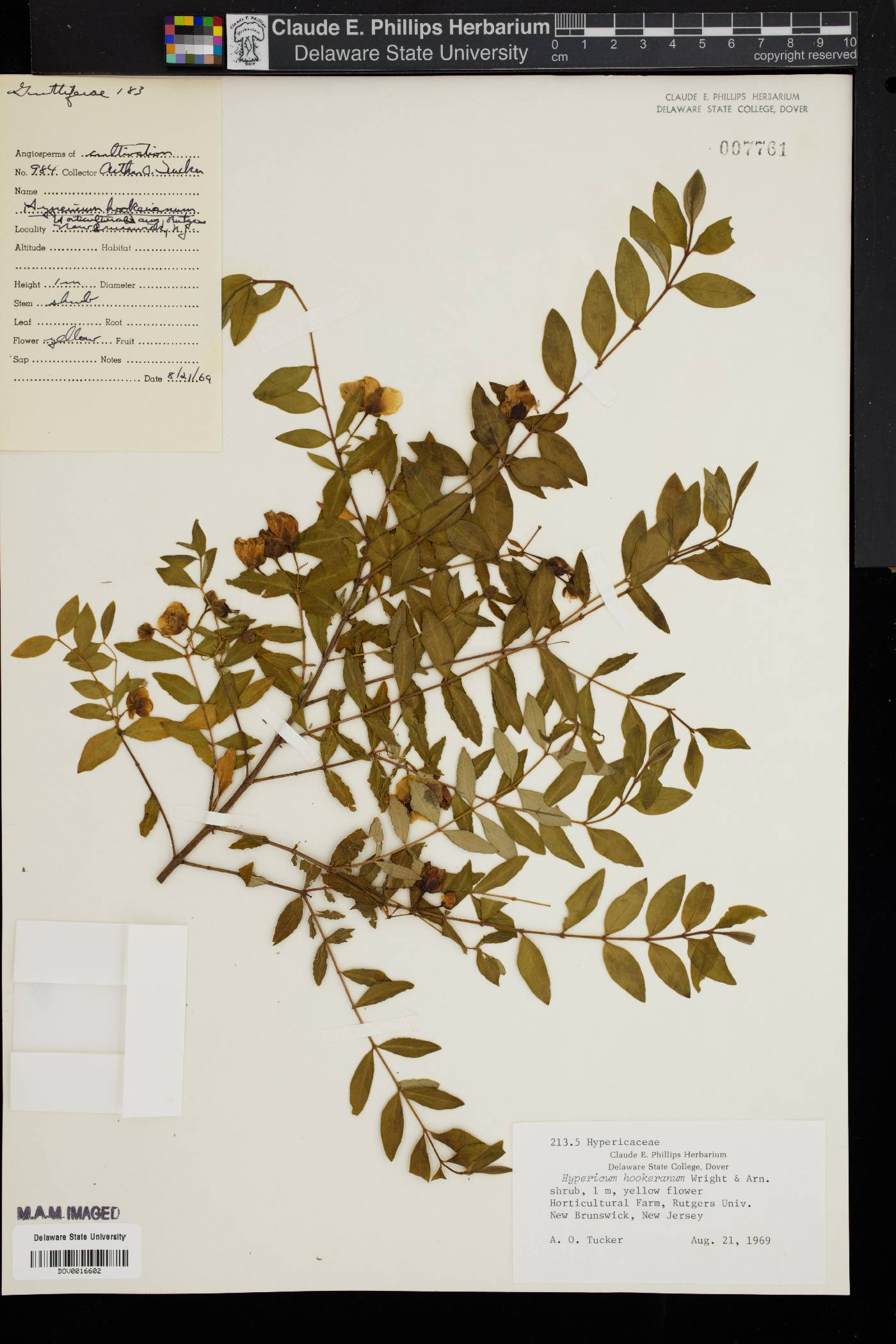 Hypericum hookerianum image