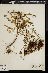 Image of Hypericum perfoliatum