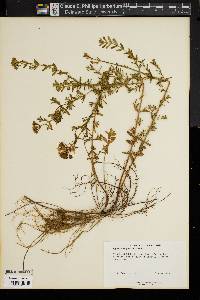 Hypericum perforatum image