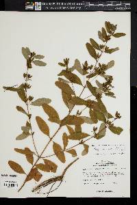 Hypericum walteri image