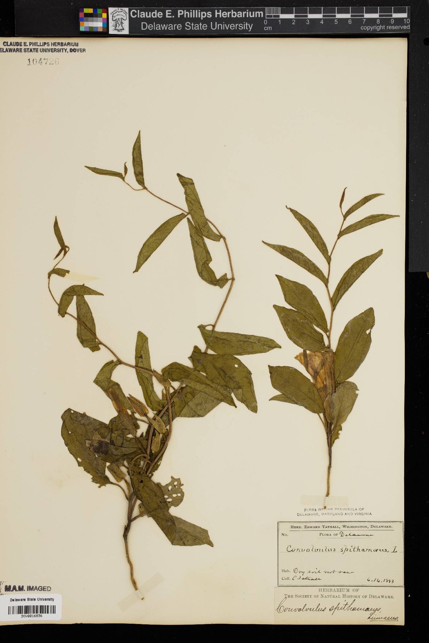 Convolvulus spithamaea image