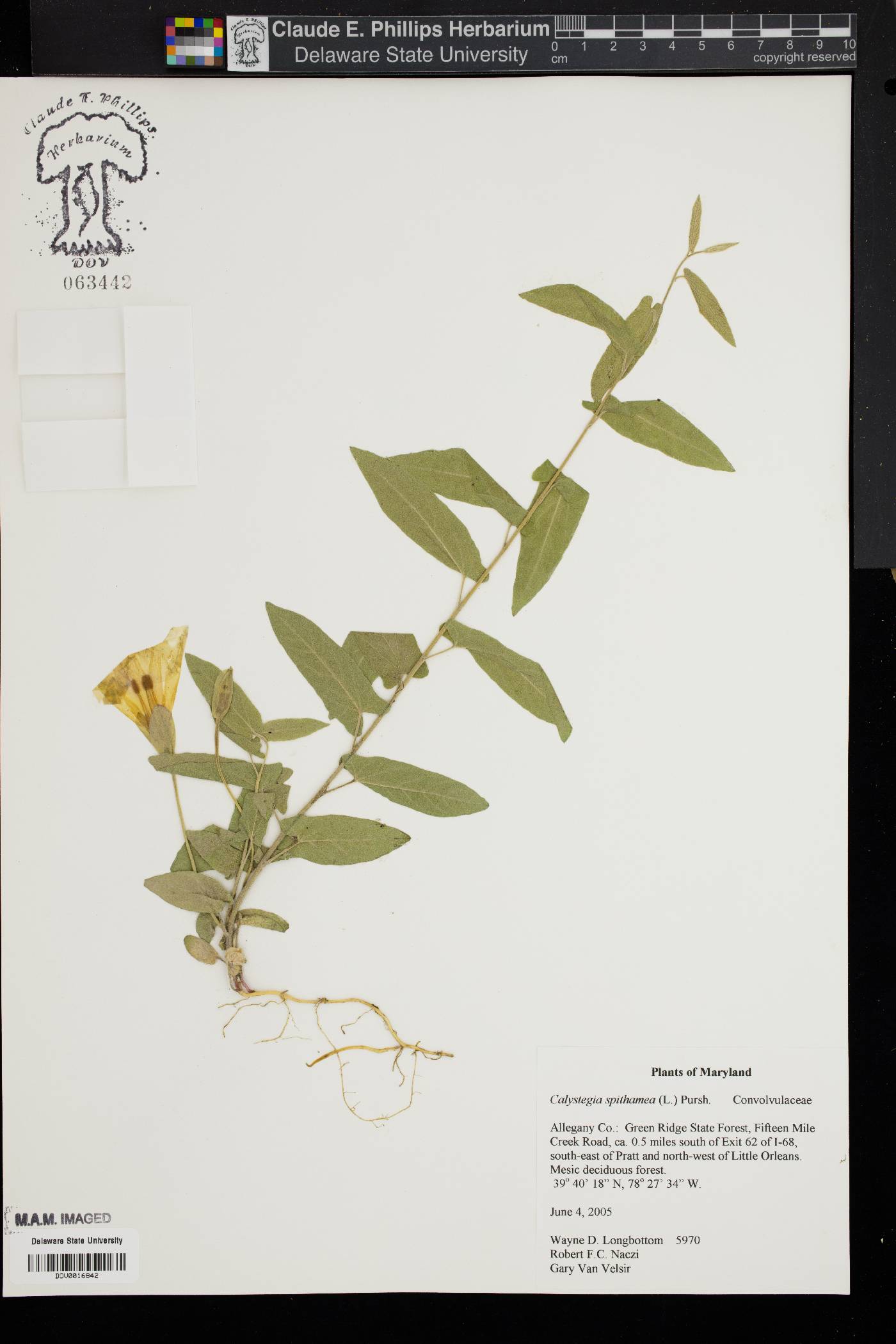 Convolvulus spithamaea image