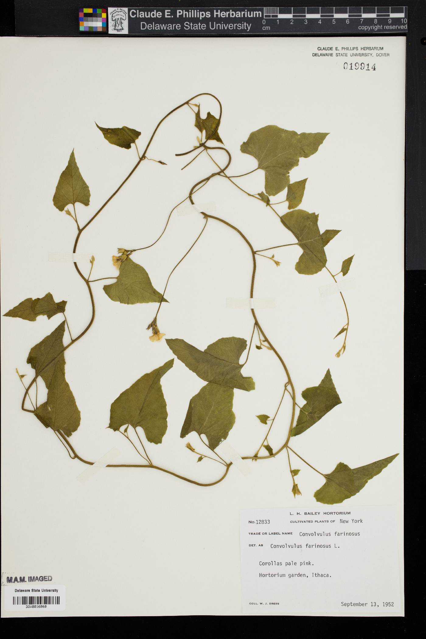 Convolvulus farinosus image