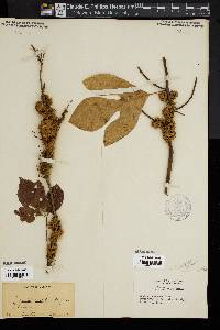 Cuscuta compacta image