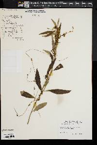 Cuscuta gronovii image